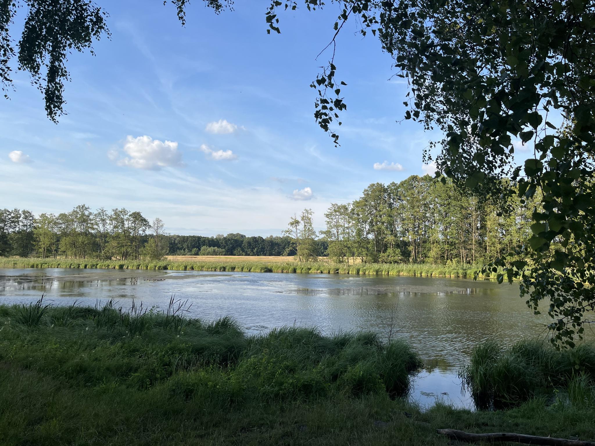 Działka Wieliszew