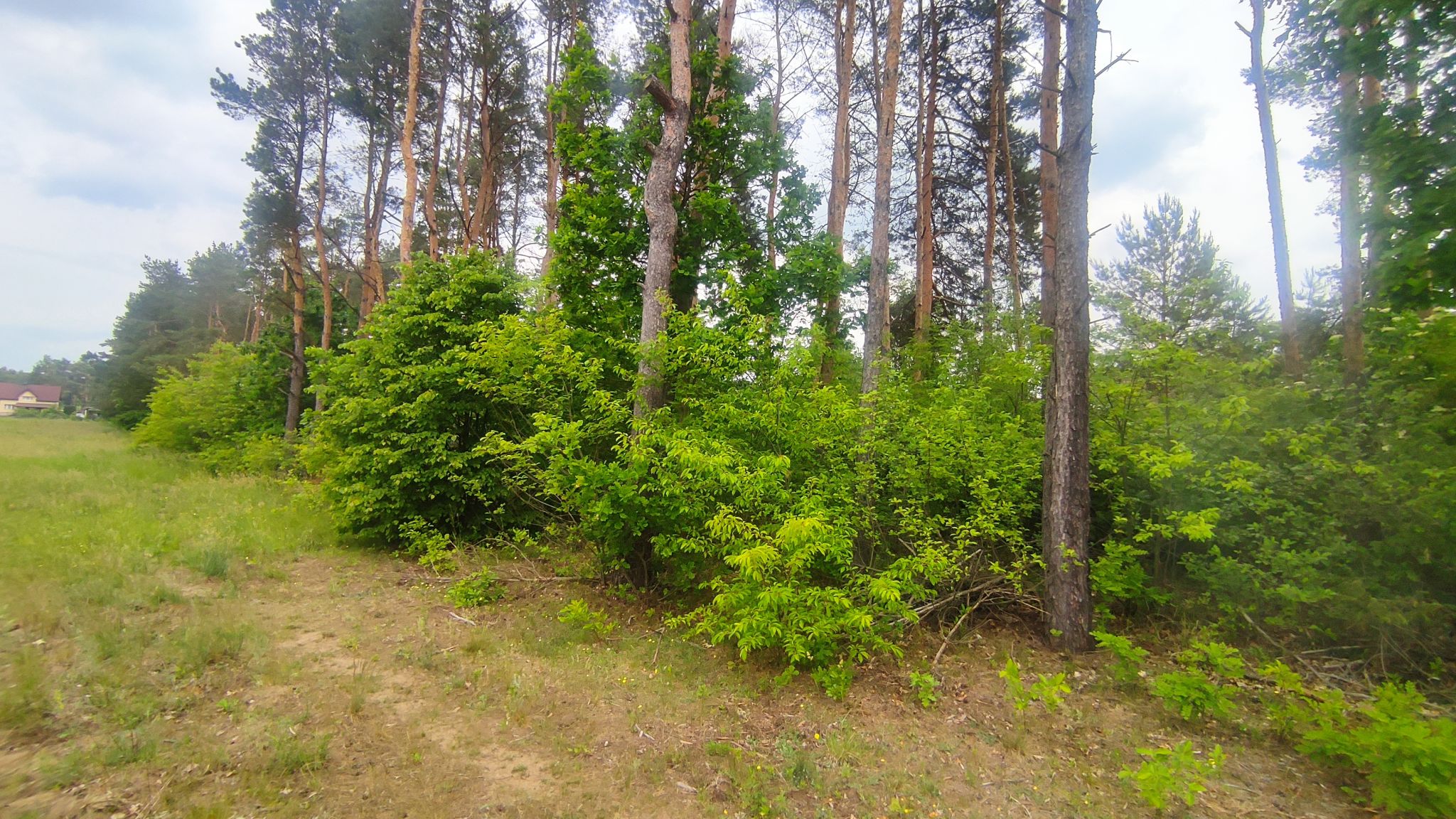 Działka Wieliszew